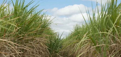 CTC colocará em teste clones de cana até 12% mais produtivos