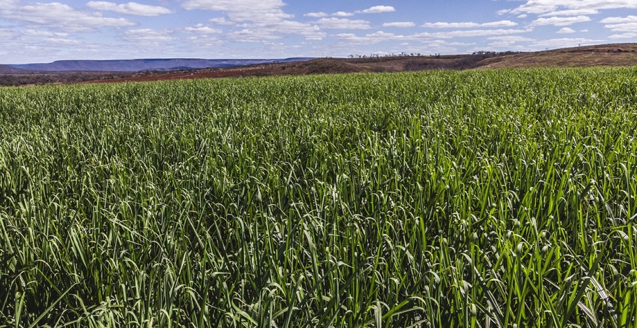 VBP da cana tem terceiro maior faturamento e vai ter alta de 16,9% frente à safra anterior | Crédito: Richard Cheles