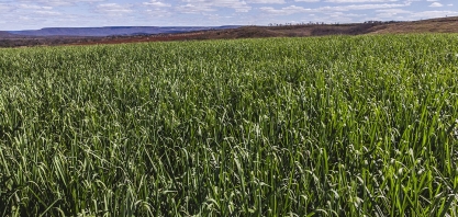 VBP da agropecuária deve atingir R$ 123,02 bi em Minas Gerais