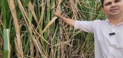 Canaviais da Usina Petribu registram produtividade superior a 350 ton/ha