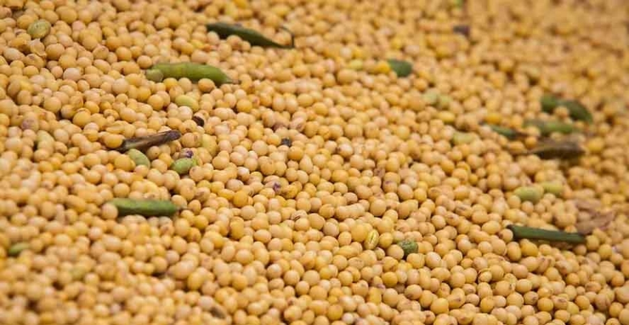 Estimativa da Abiove leva em conta o atual cronograma da mistura, adicionando um ponto percentual a cada ano — Foto: Wenderson Araujo/CNA