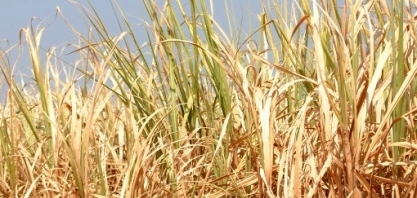 Cerca de 330 mil produtores mineiros já foram afetados pela seca