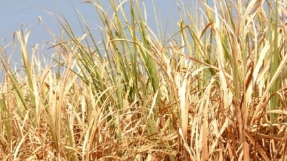 Cerca de 330 mil produtores mineiros já foram afetados pela seca