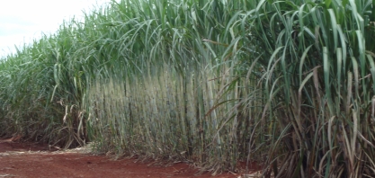 Produtividade média da cana cresce 15 toneladas por hectare