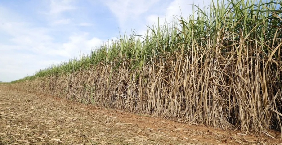 Plantação de cana-de-açúcar — Foto: GATec 