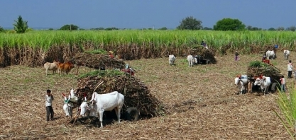Produção de açúcar da Índia em 2023/24 prevista em 32,5 mi t, diz órgão da indústria