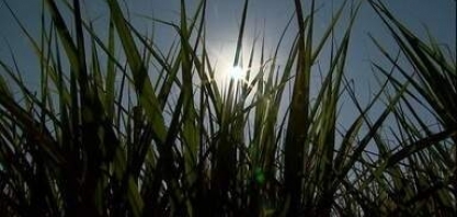 Safra da cana-de-açúcar termina com aumento de produtividade em SP 
