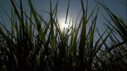 Safra da cana-de-açúcar termina com aumento de produtividade em SP 