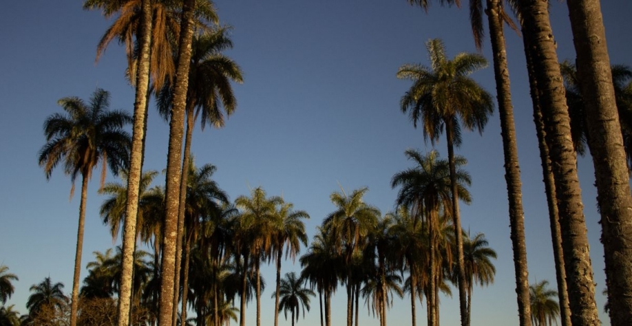 A produção de óleo vegetal e demais produtos ocorrerá a partir da macaúba, espécie nativa do Brasil | Crédito: Adobe Stock