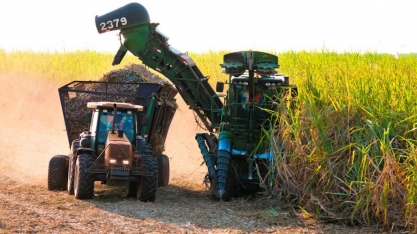 Em MS, safra da cana alcança 46,3 milhões de toneladas, supera ciclo anterior e marca recorde na produção de açúcar