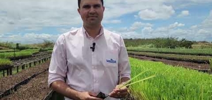 IAC e Usina Petribu têm parceria para o desenvolvimento da variedade de cana IAC-Petribu300