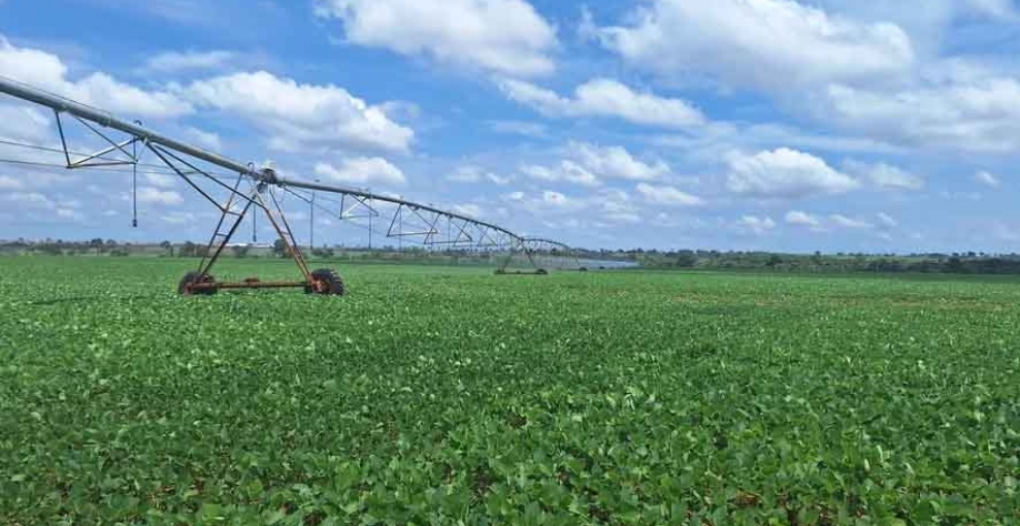 Atrasos no plantio da soja abrem incertezas para o milho segunda safra, afirmou a Conab — Foto: José Florentino/Globo Rural