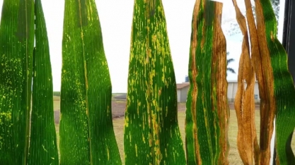 Bacteriose do milho pode causar perda de 50% na produtividade