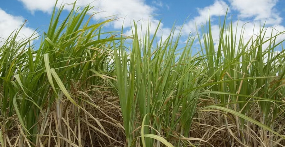 BrasilAgro produz cana-de-açúcar em cerca de 33 mil hectares — Foto: Wenderson Araujo/CNA