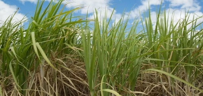 BrasilAgro colhe boa safra de cana apesar de desafios do El Niño