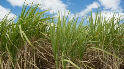 BrasilAgro colhe boa safra de cana apesar de desafios do El Niño