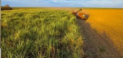 Cresce produção de açúcar e etanol no Norte-Nordeste até 15 de novembro