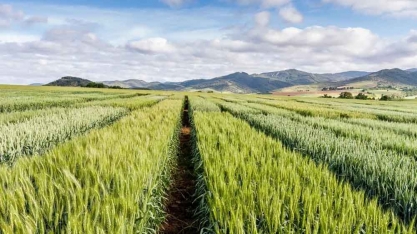 Uisa: Engineering Brasil e Google se unem em ação de manejo de pragas