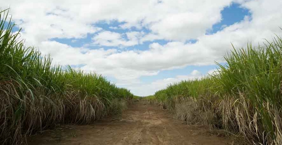 Nos dois últimos anos, os canaviais do Centro-Sul sofreram as consequências de episódios de seca e geadas, mas cenário mudou — Foto: Wenderson Araujo/CNA