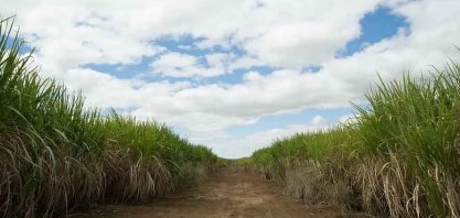 Raízen projeta antecipar a moagem de cana em 2024