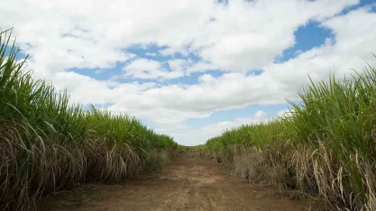 Raízen projeta antecipar a moagem de cana em 2024