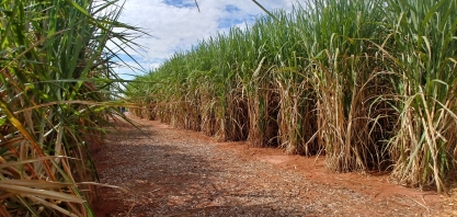 Opção de biofábrica de adubo biológico com menor dimensão deve atender pequenos e médios produtores