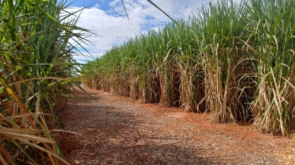 Opção de biofábrica de adubo biológico com menor dimensão deve atender pequenos e médios produtores