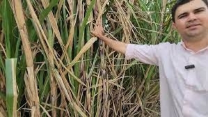 Canaviais da Usina Petribu registram produtividade superior a 350 ton/ha