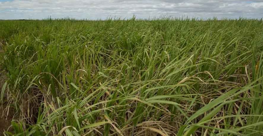 Empresas do grupo possuem atividade interligadas que vão desde o cultivo de cana-de-açúcar até usinas de etanol — Foto: Wenderson Araujo/CNA