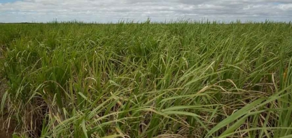 Libra Bioenergia pede recuperação judicial para dívidas de R$ 534 milhões