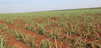 Organominerais suprem adequadamente as necessidades da cana-de-açúcar, podendo substituir completamente os fertilizantes minerais