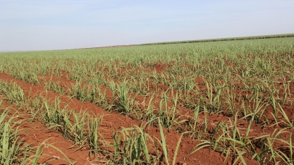 Organominerais suprem adequadamente as necessidades da cana-de-açúcar, podendo substituir completamente os fertilizantes minerais
