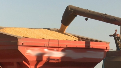 Demanda por milho em Mato Grosso aumenta com projeção de maior consumo pelas usinas