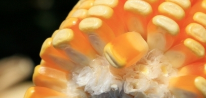 Coamo deve aprovar investimento em usina de etanol de milho no Paraná