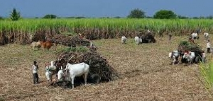 Índia planeja elevar preço mínimo da cana-de-açúcar em 8% para 2024/25