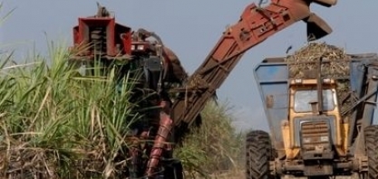 Safra em Minas Gerais encerra com moagem de cana próxima de 80 mi/ton