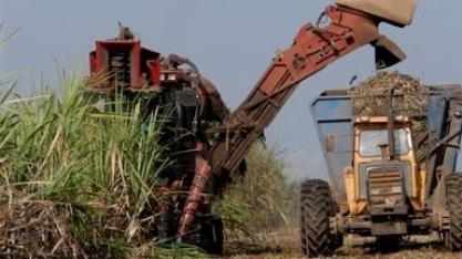 Safra em Minas Gerais encerra com moagem de cana próxima de 80 mi/ton