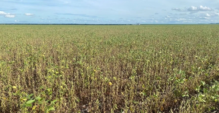 Lideranças estaduais indicam quebra de 20 milhões de toneladas em relação à estimativa da Conab — Foto: Arquivo pessoal