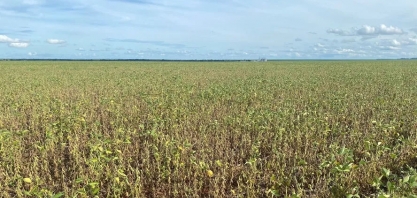 Produtores relatam quebra da safra de soja maior que o projetado por Conab e consultorias