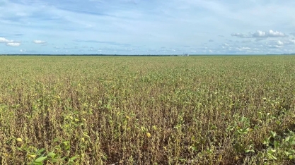 Produtores relatam quebra da safra de soja maior que o projetado por Conab e consultorias