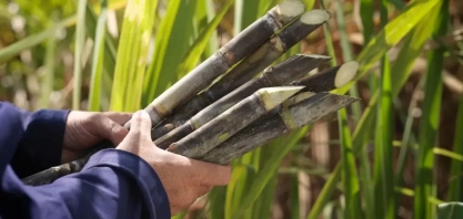 Bagaço de cana-de-açúcar: 5 usos ecológicos do maior resíduo agroindustrial do país