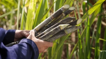 Bagaço de cana-de-açúcar: 5 usos ecológicos do maior resíduo agroindustrial do país