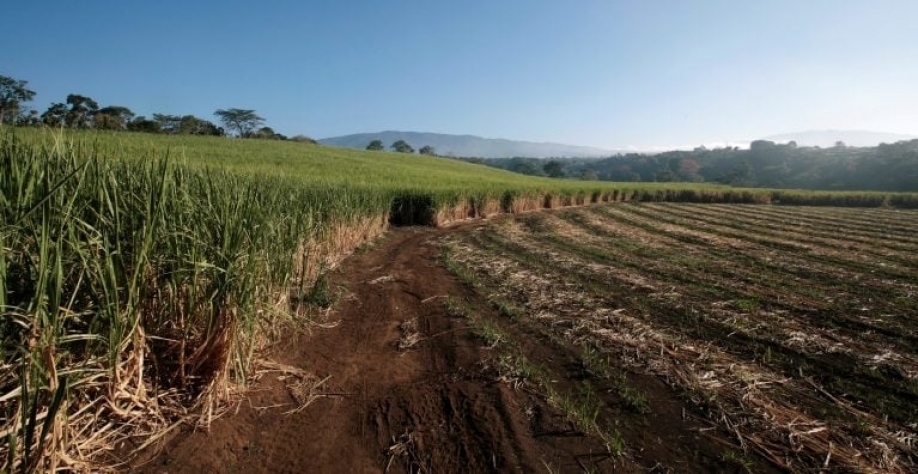 Para a nova temporada, ela vê a produção de açúcar em torno de 41,7 milhões de toneladas. Juan Carlos Ulate/Reuters