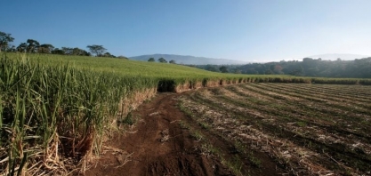 Nova safra de cana no Brasil será menor por clima seco, diz hEDGEpoint
