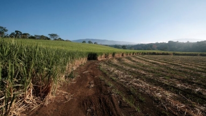 Nova safra de cana no Brasil será menor por clima seco, diz hEDGEpoint