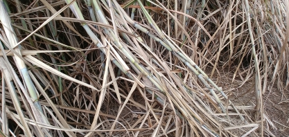 CanaOnline realizará lives para conteúdo do livro Cana de Tudo: do Açúcar ao Infinito