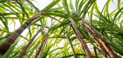 Usina Agropéu obtém R$ 100 milhões junto ao BNDES para projeto de irrigação