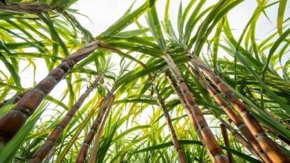 Usina Agropéu obtém R$ 100 milhões junto ao BNDES para projeto de irrigação