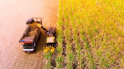 Bioind: Mato Grosso registra recorde na produção de açúcar e o maior índice de rendimento industrial na produção de etanol na safra 2023/24