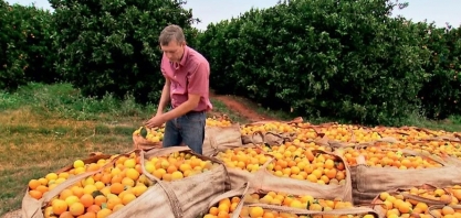 Entenda o greening, doença que pode devastar os pomares de laranja